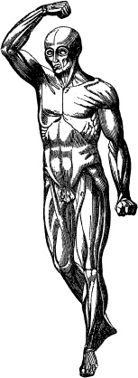 Иллюстрация к книге — Модицина. Encyclopedia Pathologica [_10.jpg]