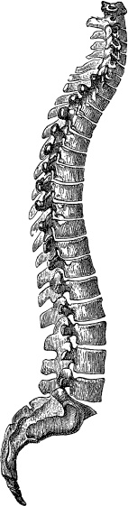 Иллюстрация к книге — Модицина. Encyclopedia Pathologica [_11.jpg]