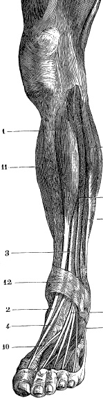 Иллюстрация к книге — Модицина. Encyclopedia Pathologica [_37.jpg]