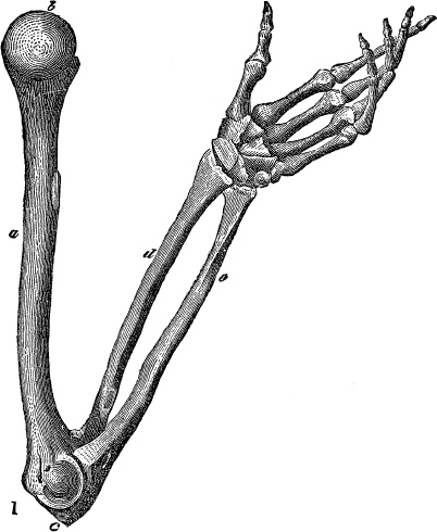 Иллюстрация к книге — Модицина. Encyclopedia Pathologica [_58.jpg]