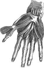 Иллюстрация к книге — Модицина. Encyclopedia Pathologica [_91.jpg]