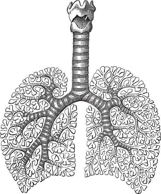 Иллюстрация к книге — Модицина 2. Апология [_1.jpg]