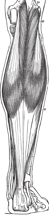 Иллюстрация к книге — Модицина 2. Апология [_108.jpg]