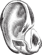 Иллюстрация к книге — Модицина 2. Апология [_111.jpg]