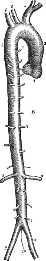 Иллюстрация к книге — Модицина 2. Апология [_13.jpg]