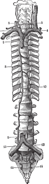 Иллюстрация к книге — Модицина 2. Апология [_14.jpg]