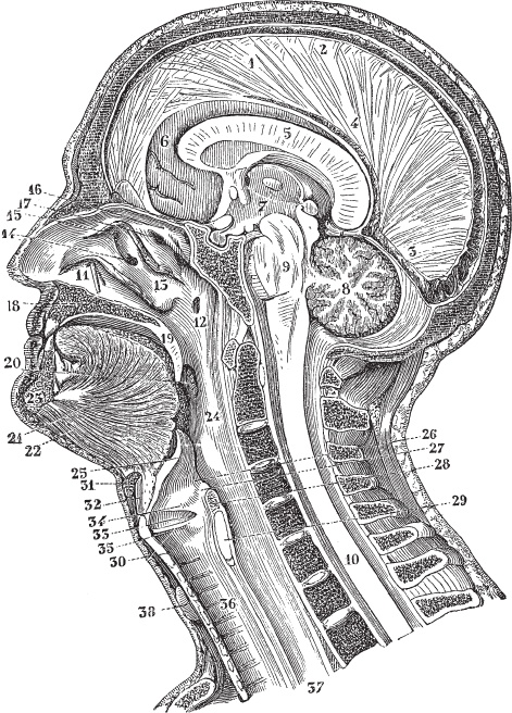 Иллюстрация к книге — Модицина 2. Апология [_2.jpg]