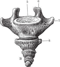 Иллюстрация к книге — Модицина 2. Апология [_23.jpg]