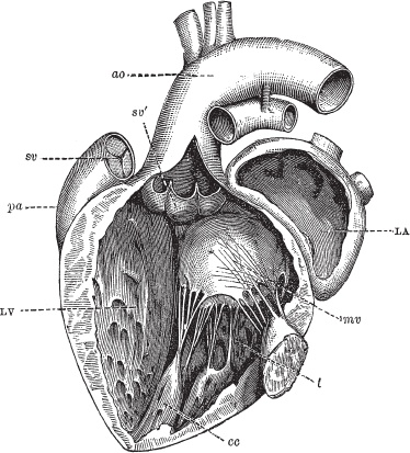 Иллюстрация к книге — Модицина 2. Апология [_40.jpg]