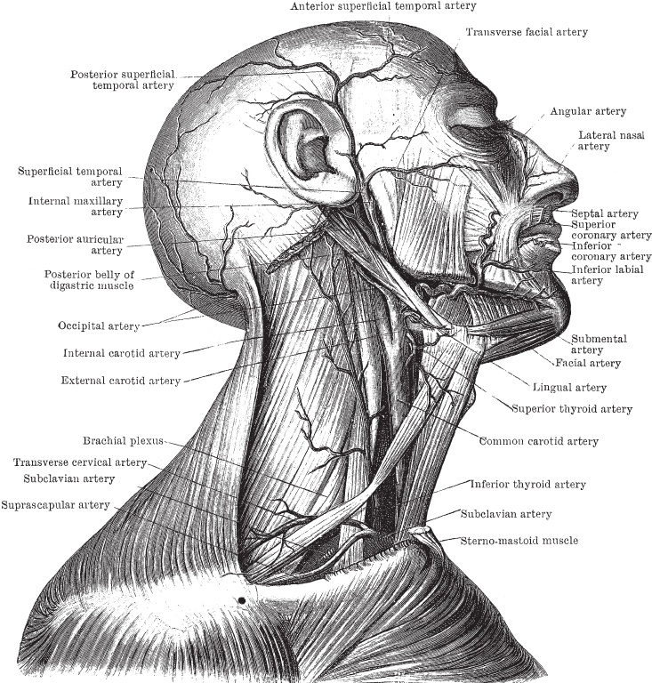 Иллюстрация к книге — Модицина 2. Апология [_44.jpg]