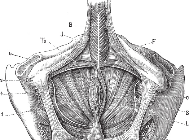 Иллюстрация к книге — Модицина 2. Апология [_5.jpg]