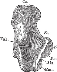 Иллюстрация к книге — Модицина 2. Апология [_57.jpg]
