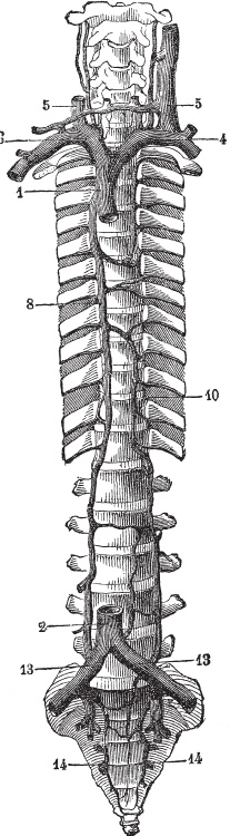 Иллюстрация к книге — Модицина 2. Апология [_7.jpg]