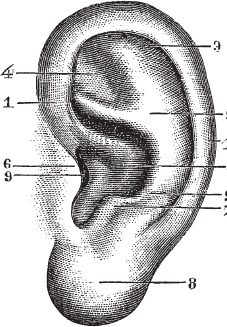 Иллюстрация к книге — Модицина 2. Апология [_84.jpg]