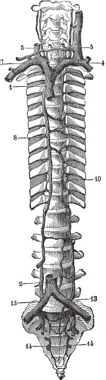 Иллюстрация к книге — Модицина 2. Апология [_86.jpg]