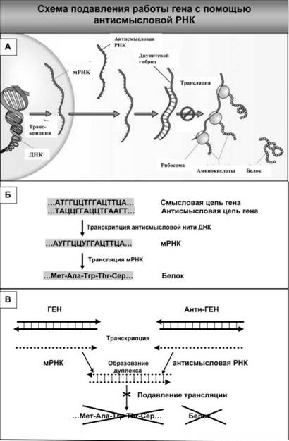 Иллюстрация к книге — Имя ему СПИД. Четвертый всадник Апокалипсиса [i_047.jpg]