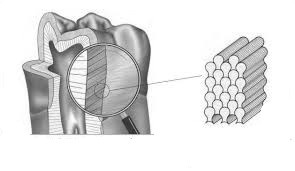 Иллюстрация к книге — Забыть стоматологов. Диеты. Симперцептинг [_5.jpg]