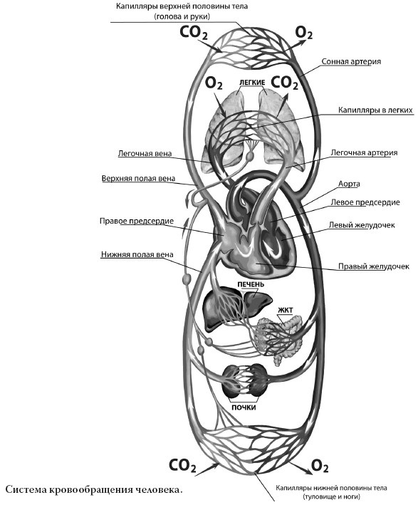 Иллюстрация к книге — Полный курс медицинской грамотности [i_002.jpg]