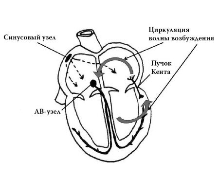 Иллюстрация к книге — Полный курс медицинской грамотности [i_038.jpg]