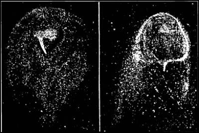 Иллюстрация к книге — Гибель богов в эпоху Огня и Камня [i_023.jpg]