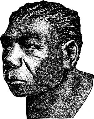 Иллюстрация к книге — Расы Европы [_14.jpg]