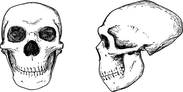 Иллюстрация к книге — Расы Европы [_19.jpg]