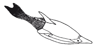 Иллюстрация к книге — Странности нашей эволюции [i_004.jpg]