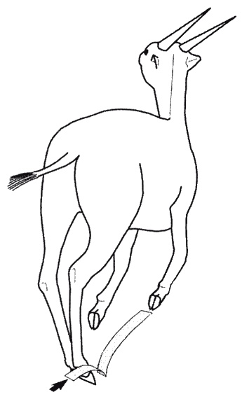 Иллюстрация к книге — Странности нашей эволюции [i_013.jpg]