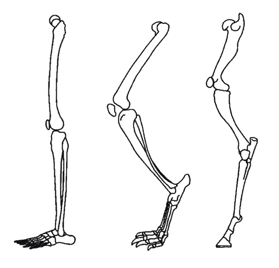 Иллюстрация к книге — Странности нашей эволюции [i_015.jpg]