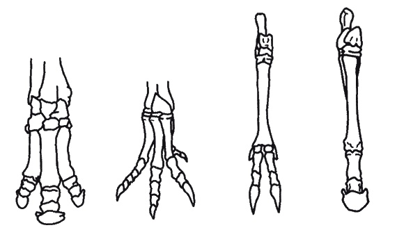 Иллюстрация к книге — Странности нашей эволюции [i_016.jpg]
