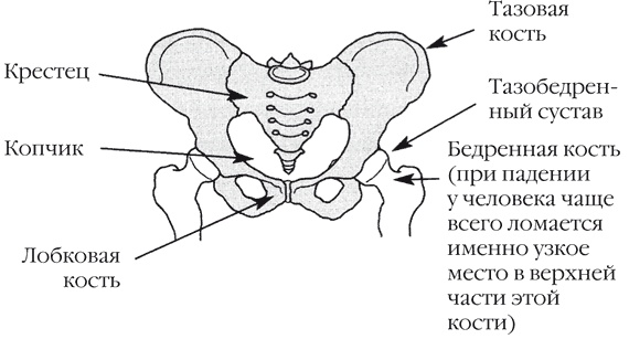 Иллюстрация к книге — Странности нашей эволюции [i_019.jpg]