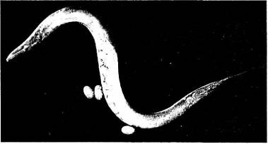 Иллюстрация к книге — Пять нерешенных проблем науки [i_043.jpg]