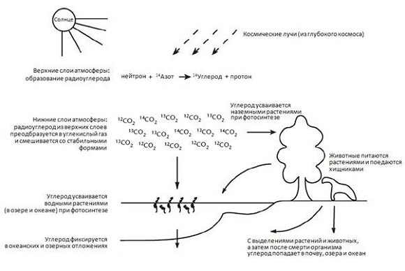 Иллюстрация к книге — Кости, скалы и звезды. Наука о том, когда что произошло [i_002.jpg]
