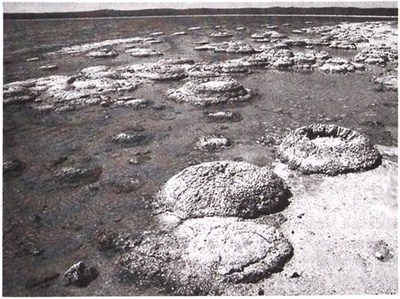 Иллюстрация к книге — Эволюция Вселенной и происхождение жизни [img9680.jpg]