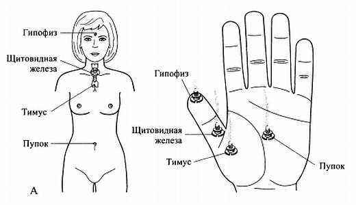 Иллюстрация к книге — Сам себе Су Джок доктор [_135.jpg]