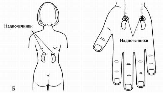 Иллюстрация к книге — Сам себе Су Джок доктор [_136.jpg]