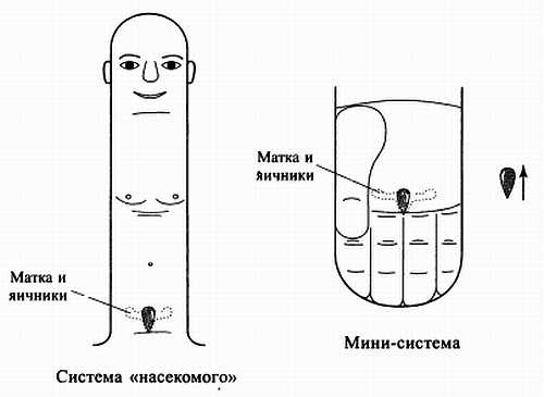 Иллюстрация к книге — Сам себе Су Джок доктор [_143.jpg]