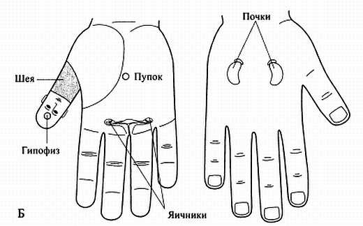 Иллюстрация к книге — Сам себе Су Джок доктор [_147.jpg]