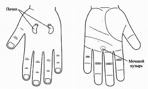 Иллюстрация к книге — Сам себе Су Джок доктор [_150.jpg]