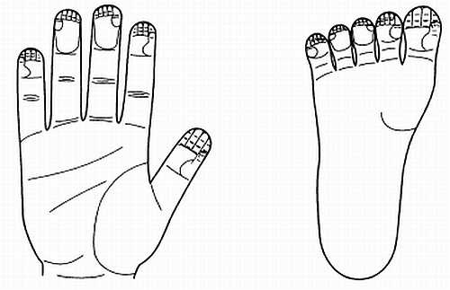 Иллюстрация к книге — Сам себе Су Джок доктор [_29.jpg]