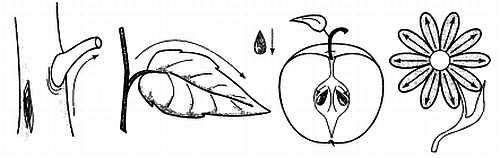 Иллюстрация к книге — Сам себе Су Джок доктор [_48.jpg]