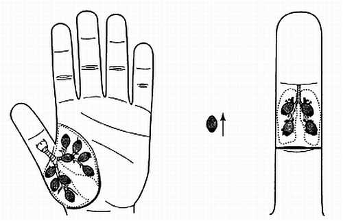 Иллюстрация к книге — Сам себе Су Джок доктор [_72.jpg]