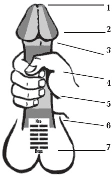 Иллюстрация к книге — Секреты любви. Даосская практика для женщин и мужчин [i_008.jpg]