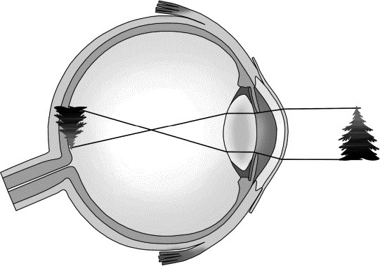 Иллюстрация к книге — Физика на пальцах. Для детей и родителей, которые хотят объяснять детям [i_071.jpg]