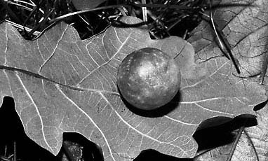 Иллюстрация к книге — Занимательная химия для детей и взрослых [autogen_ebook_id8.jpg]