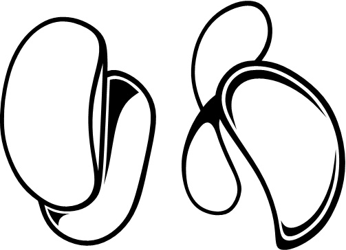 Иллюстрация к книге — Парадокс растений. Скрытые опасности &quot;здоровой&quot; пищи. Как продукты питания убивают нас, лишая здоровья, молодости и красоты [i_141.jpg]