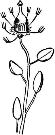 Иллюстрация к книге — Чистый nonsense [_176.jpg]