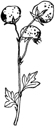 Иллюстрация к книге — Чистый nonsense [_181.jpg]