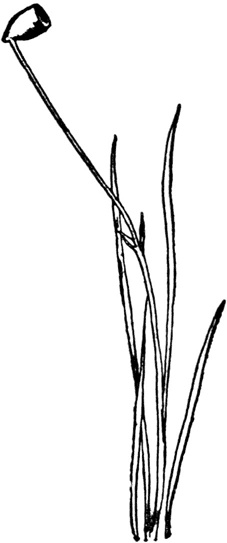 Иллюстрация к книге — Чистый nonsense [_185.jpg]