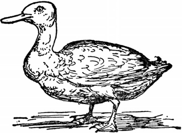 Иллюстрация к книге — Чистый nonsense [_191.jpg]